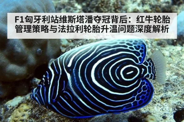 F1匈牙利站维斯塔潘夺冠背后：红牛轮胎管理策略与法拉利轮胎升温问题深度解析
